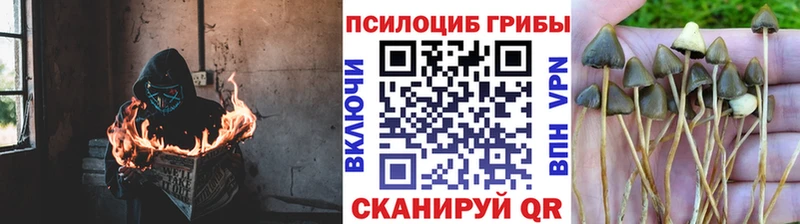 продажа наркотиков  Нерчинск  Псилоцибиновые грибы мухоморы 